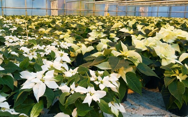 joulutahdet valkoinen